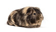 Brown and black Guinea pig, standing in front, isolated