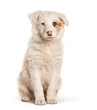 Sitting border collie puppy, two months old, isolated
