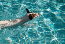 Jack Russell Terrier Dog Swimming In A Backyard Swimming Pool On A Hot Sunny Day 