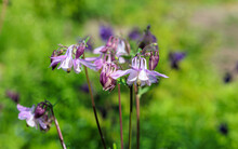 Purple Columbine Flowers Blossom In Garden On Green Background