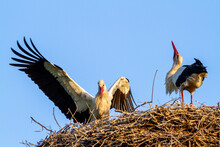 Storks Marsh Birds Wading Lagoons And Coastal Lakes