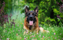 German Shepherd Dog In The Grass
