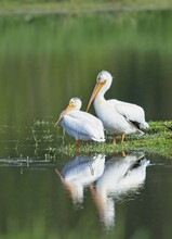 Two White Pelicans Stand By The Calm Water.