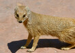 Yellow Mongoose, Kgalagadi