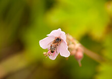 Honey Bee On A Pink Flower At Botanical Garden