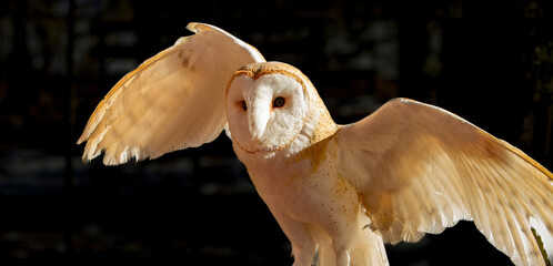 an adult barn owl with wings spread at a nature center near bend, oregon