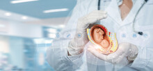 Concept Modern Technologies In The Treatment Of Diagnostics The Embryo .