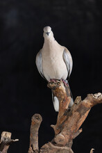 Collared Dove (Streptopelia Decaocto) Perched On A Dry Log. Black Background. Head On.