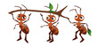 Vector illustration of cute and beautiful ants on white background. Charming characters in different poses holding a stick chief, assistant and corrector cartoon style.