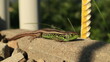 A lizard basking in the sun.
Jaszczurka wygrzewająca się na słońcu.
