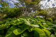 © Hanjo Hellmann - University of Idaho Arboretum and Botanical Garden in Spring