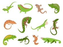 Lizard Pet. Tropical Reptile Animals Gecko, Chameleon And Iguana. Newt And Salamander, Cute Colorful Lizards Isolated Vector Illustration Set