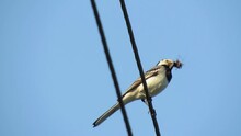 The Wagtail (Motacilla) Bird Sits On Electric Wires With An Insect In Its Beak. Video