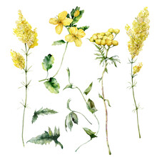 Watercolor Meadow Flowers Set Of Bedstraw, Celandine, Tansy, Bindweed And Sage. Hand Painted Floral Illustration Isolated On White Background. For Design, Print, Fabric Or Background.