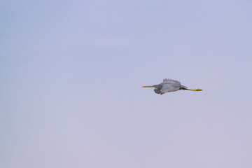 Wall Mural - Great Blue Heron flying above the mangrove of  Umm Al Quwain, United Arab Emirates, UAE, Middle East, Arabian Peninsula