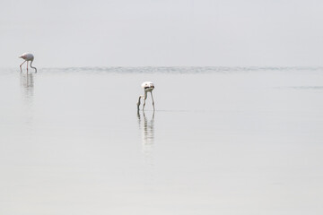 Wall Mural - Flamingo in the mangrove, Middle East, Arabian Peninsula