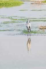 Wall Mural - Isolated heron in the wetlands, Middle East, Arabian Peninsula