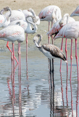 Wall Mural - Juvenile Greater Flamingos in the wetlands, Middle East, Arabian Peninsula