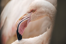Close Up Photo Of An American Flamingo. The American Flamingo (Phoenicopterus Ruber) Or Caribbean Flamingo Is A Large Water Bird Known For Standing On One Leg.