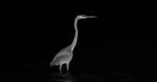 Great Blue Heron Dark Night Wading Texas. Largest Wading Bird In The Heron Family. Diet Small Fish, Shrimp, Crabs And Insects. Wades In Shallow Bay Of Corpus Christi And Along Inter Coastal Water Way.