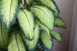 © kodbanker - dumb cane flower, difenbahya, home difenbahya flower, large-leaved ornamental plants,