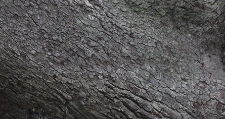 Oak tree limb bark pan close. Coastal oak tree, old and weathered on the coast of Texas. Coastal forest in park land. Bark, branch and rough bark texture.