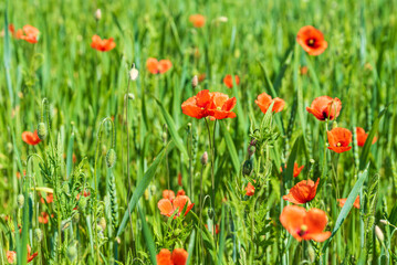 Wall Mural - Beautiful field of red poppies in summer day, Latvia. Selective focus.