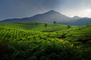 Beautiful view of Tea plantations in Munnar, Kerala, India