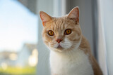 Fototapeta  - Kremowy kot Brytyjski siedzi na parapecie i spogląda przez okno. 