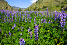 Purple Mountain Lupine Growing In The California Hills
