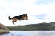 jumping german shepherd