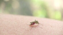 Striped Mosquito Drinks Blood On Human Skin