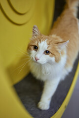 Smoky cat running on exercise wheel. training apparatus.