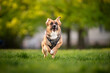 Pies biegający w parku 