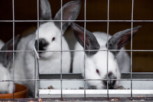 Rabbits In A Cage On Livestock Farms. Livestock. Close-up Of An Animal In A Cage. Breeding Of Domestic Rabbits.