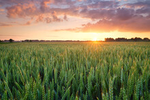 A Field Of Wheat During Sunset. Landscape In The Summertime. Agriculture And The Cultivation Of Crops. Bright Sky During Sundown.