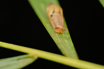 Wall Mural - prism slugs macro photo on green leaf with black background