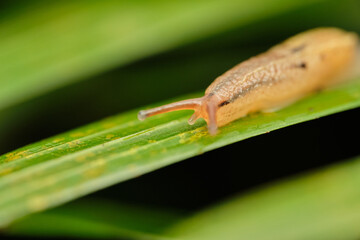 Wall Mural - prism slugs macro photo on green leaf with black background