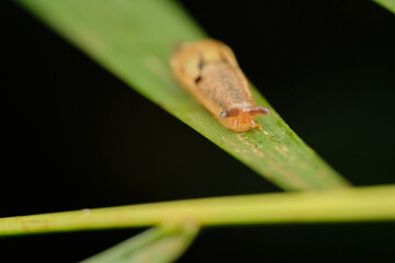 Wall Mural - prism slugs macro photo on green leaf with black background
