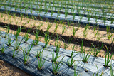 Fototapeta Tulipany - View of field planted with ripening organic scallions. Farming. Food production