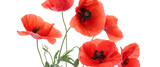 Fototapeta Maki - Beautiful red poppy flowers on white background. Banner for design