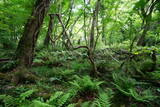 Fototapeta Krajobraz - old trees and vines and fern in spring forest
