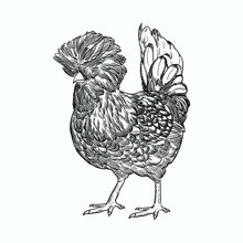 Vintage Hand Drawn Sketch Polish Chickens