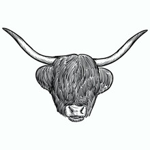 Vintage Hand Drawn Sketch Horn Highland Cattle