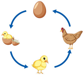 Canvas Print - Chicken life cycle diagram