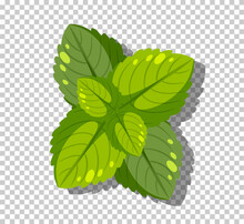 Peppermint Leaves Isolated On Grid Background