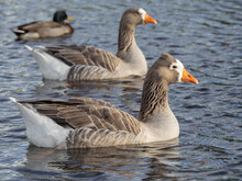 View Of Greylag Goose Swimming In Pond. Stock Photo.
