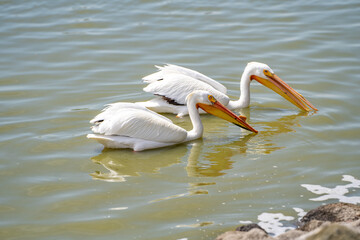 Poster - A pair of American white pelicans fishing. 