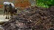 rural Cow dung image hd
