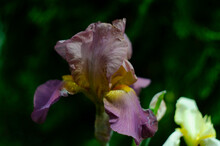 Brown And Yellow Multicolor Flowers Of Iris